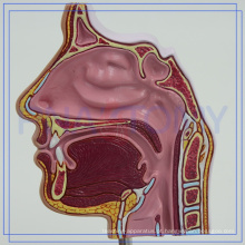 Modelo de anatomia de cavidade nasal PNT-04361 OEM